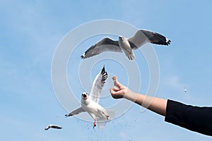 A person rising hand to feeding a beautiful feather seagull with blue sky background