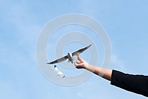 A person rising hand to feeding a beautiful feather seagull with blue sky background