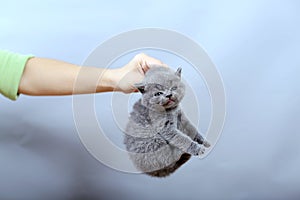 Person`s hand carrying Kitten