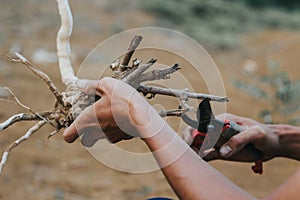 A person& x27;s hand is cutting tree roots using a cutting tool