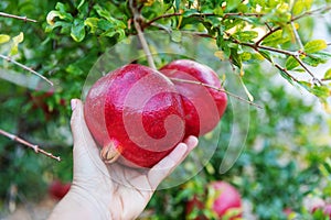 Person`s hand holding big red ripe pomegranate fruit hanging on a tree in garden