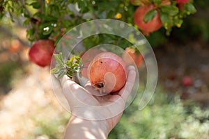 Person`s hand holding red ripe pomegranate fruit hanging on a tree in summer garden