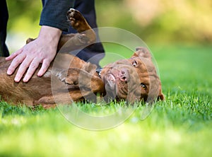 A person's hand petting a Pit Bull Terrier mixed breed dog