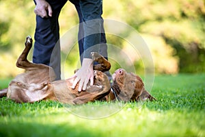 A person's hand petting a Pit Bull Terrier mixed breed dog