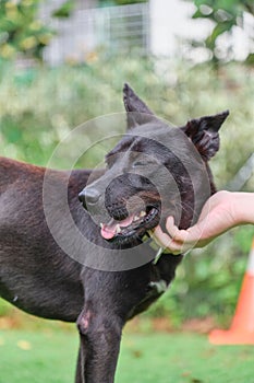 Person's hand stroking a dog