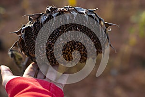 A person`s hand touching a rotten and dried sunflower from the crop