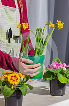 A person`s hands hold a pot with blooming yellow daffodils, next to it are primroses in flower pots on the windowsill