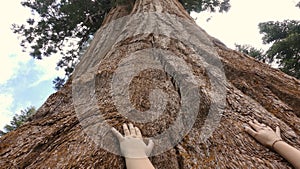 A person`s hands reaching up giant redwood tree at the Trail of 100 Giants