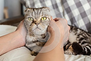 A person stroking hands surprised cat Scottish Fold