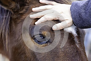 Person stroking horse
