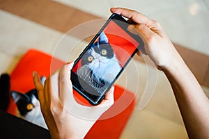 A person take photographing  of a cat with smartphone.  Taking a photo with the camera of a mobile phone.  Using a smartphone to