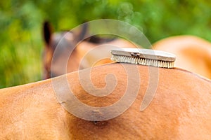 Person taking care of horse, brushing grooming animal