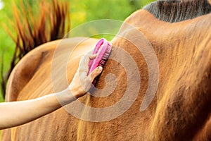 Person taking care of horse, brushing grooming animal