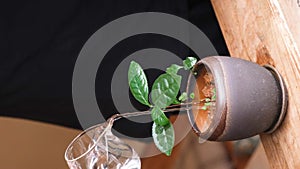 Person Tenderly Watering a Small Green Houseplant on a Window Sill