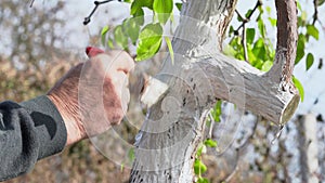Person tightly paints over a crooked tree trunk with sawn branches with slaked lime, preparing trees in garden for
