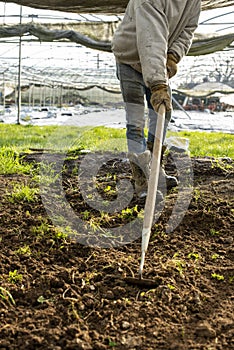 Person Tilling Soil with a Hoe in a Plant Nursery