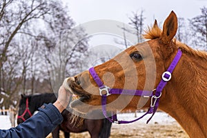 Person touching equine muzzle against winter rural landscape. Man`s hand and horse head close up. Human and animal friendship and