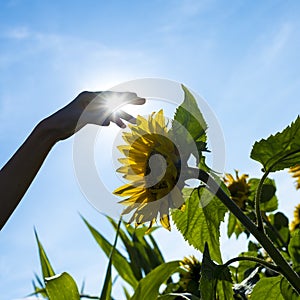 Person touching a sunflower