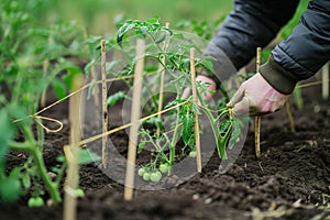 person tying tomato plants to stakes in a farm