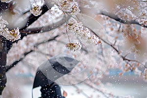 person with umbrella under blossoming cherry tree, windy