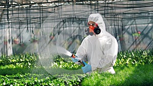 Person in uniform watering herbicides plant in pots. Industrial chemical agriculture concept.