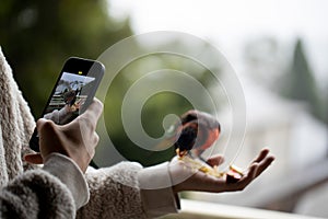 A person using his mobile phone taking picture snapshot of beautiful Parrot bird