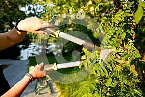 Person using pruning shears to cut the stem of the tree. Gardening.