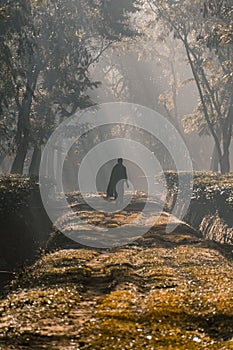 A person walking along a tree garden road