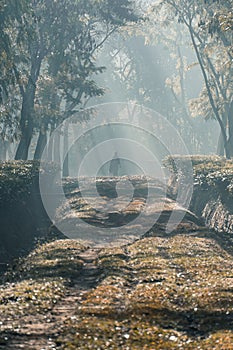 A person walking along a tree garden road