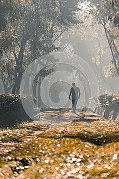 A person walking along a tree garden road