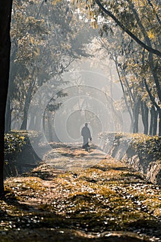 A person walking along a tree garden road