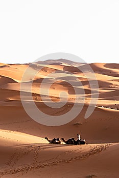 Person walking in a desert with a caravan of camels near sand dunes
