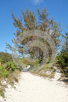 Person Walking Down Sandy Beachside Path