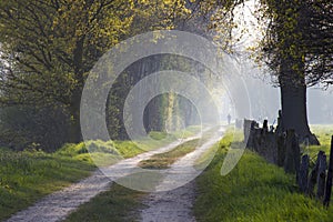 A person walking on the road in the forest