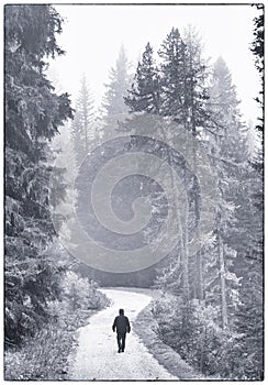 A person is walking in the woods alone on a foggy day