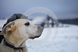 Person in warm clothing stroking dog on snowy field