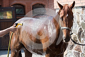 Person washing brown purebred horse outdoors