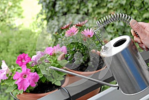 Person watering flowers