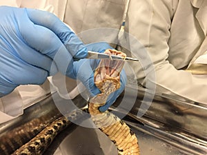 A person wearing blue safety gloves showing the large fangs of a viper, bothropsis asper