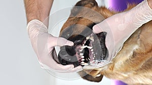 A person wearing gloves is examining a dog 's teeth