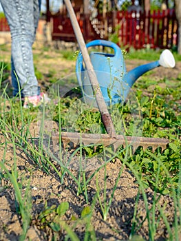 Person weeding a vegetable patch in spring