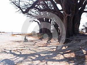 Person in wheelchair looking up at Baines Baobabs which is located in the south of Nxai Pans National Park, Botswana