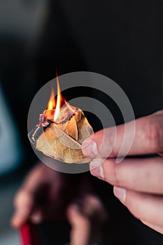 Person who burn bay leaves to bring serenity, reduce anxiety, relieve headaches and fatigue and purify the home, laurus nobilis