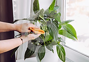 Person wiping house dust from houseplants leaves in springtime with soft cloth.