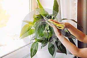 Person wiping house dust from houseplants leaves in springtime with soft cloth.
