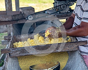 Person working with yellow corn flour filled in an old container in closeup