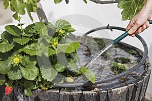 Person watering the strawberry plants