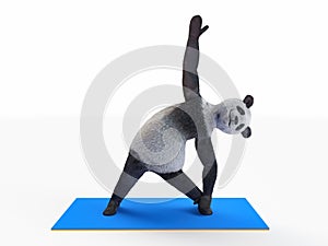 Personage character animal bear panda yoga stretching exercises different postures and asanas photo