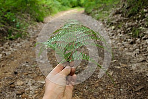 Personal perspective of woman hand holding fern leaf to indicate the road