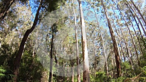 Personal point of view of a person hiking Karri forest in South Western Australia